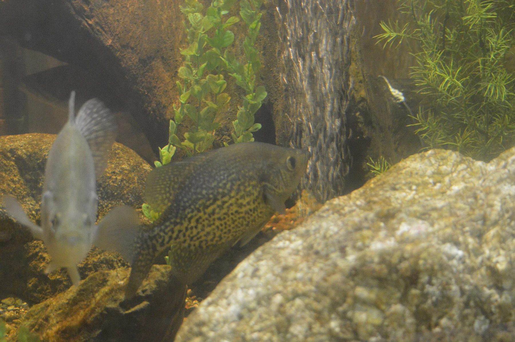 Fotografia de contexto para: recursos de pausa na pescaria