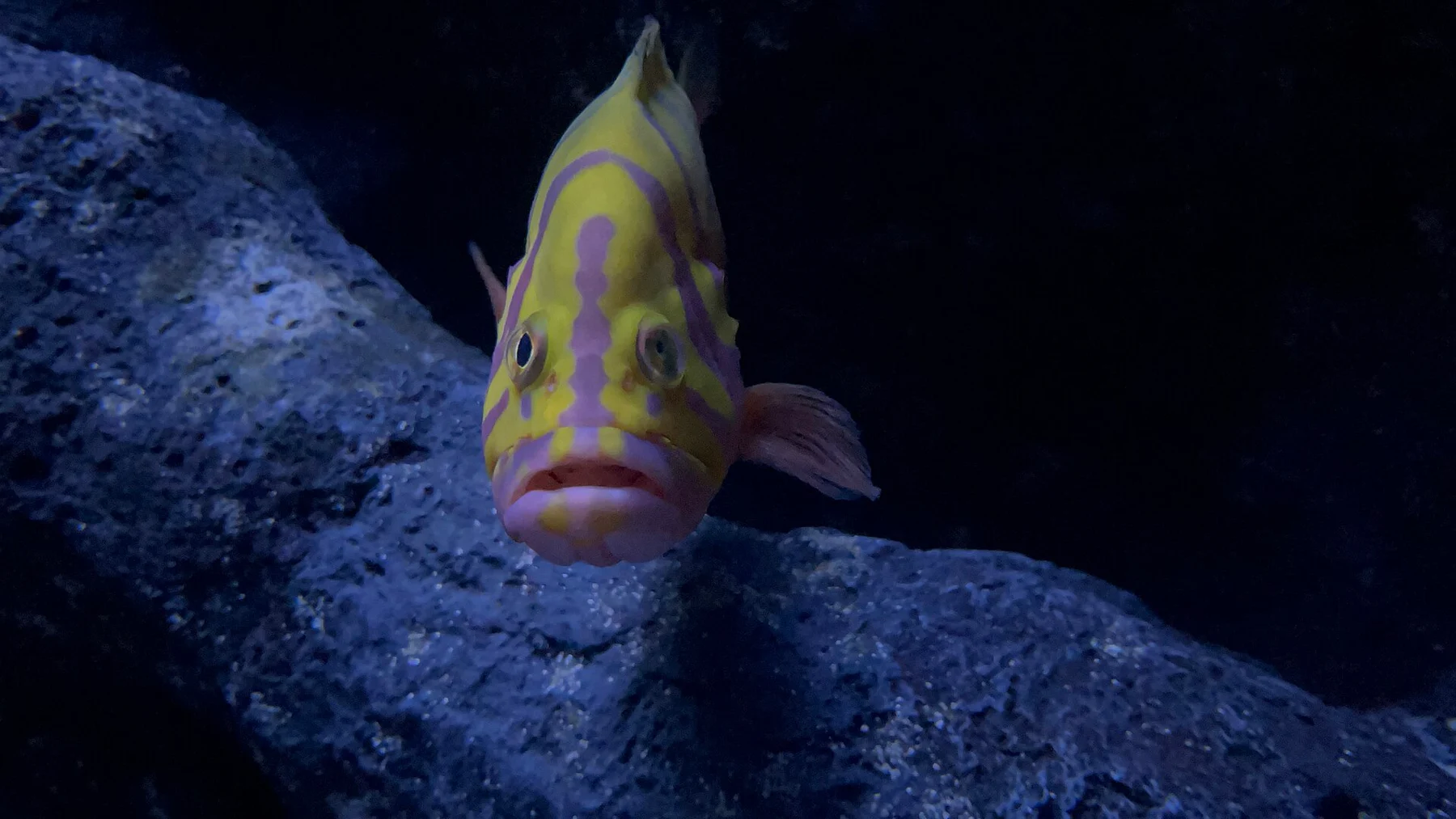 Fotografia de contexto para: recursos de pausa na pescaria